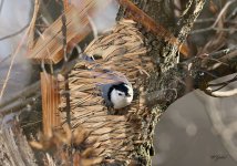 House on a Nuthatch sm.jpg