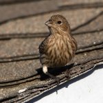 Finch6.jpg