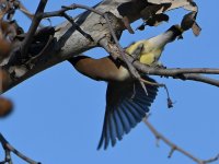Waxwing2.jpg
