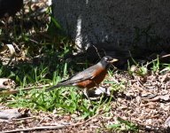 Drunken Robins.JPG
