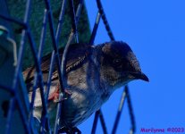 DSC_0628_001.JPG