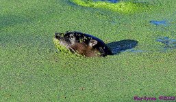 DSC_0687_001.JPG