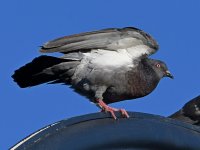 Pigeon4.jpg