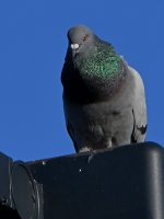 Pigeon5.jpg