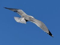 Gull.jpg