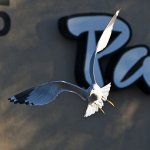 Gull3.jpg