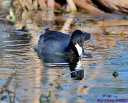 DSC_0747_001.JPG