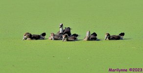 DSC_0810_001.JPG