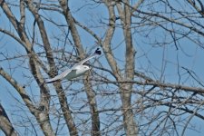 SNY00065_LSh_cr.jpg