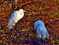 DSC_0866_001.JPG
