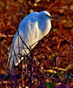 DSC_0870_001.JPG