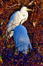 DSC_0872_001.JPG
