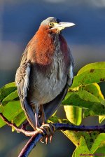 DSC_0876_001.JPG