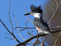 Kingfisher.jpg