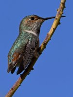 Hummer4.jpg