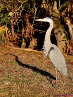 DSC_0896_001.JPG