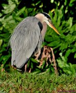DSC_0901_001.JPG