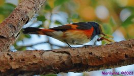 DSC_0915_001.JPG