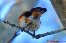 DSC_0903_001.JPG