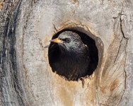 Starling-571.jpg