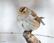 WCSparrow-571.jpg