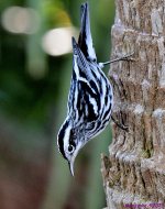 DSC_1021_001.JPG