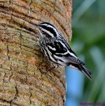 DSC_1029_001.JPG