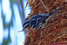 DSC_1032_001.JPG