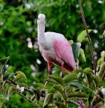 DSC_1039_001.JPG