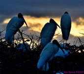 DSC_1048_001.JPG