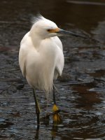 Egret.jpg