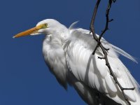 Egret8.jpg