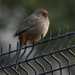Towhee2.jpg