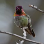 Hummer5.jpg