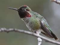 Hummer12.jpg