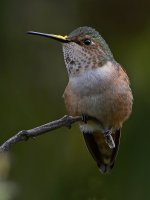 Hummer25.jpg