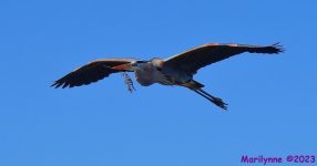 DSC_1111_001.JPG