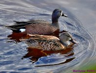 DSC_1126_001.JPG
