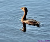 DSC_1134_001.JPG