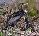 DSC_1157_001.JPG