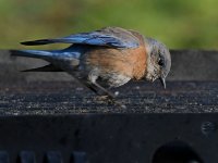 Bluebird.jpg