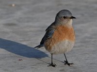 Bluebird7.jpg