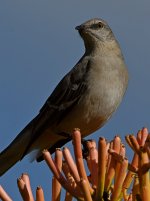 Mockingbird3.jpg