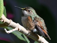 Hummer23.jpg