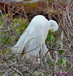 DSC_1245_001.JPG