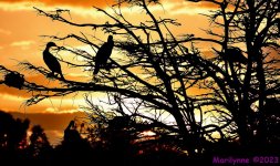 DSC_1249_001.JPG
