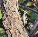 DSC_1274_001.JPG