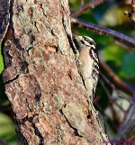 DSC_1275_001.JPG