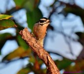 DSC_1283_001.JPG