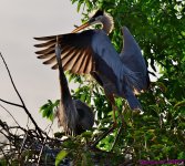 DSC_1290_001.JPG